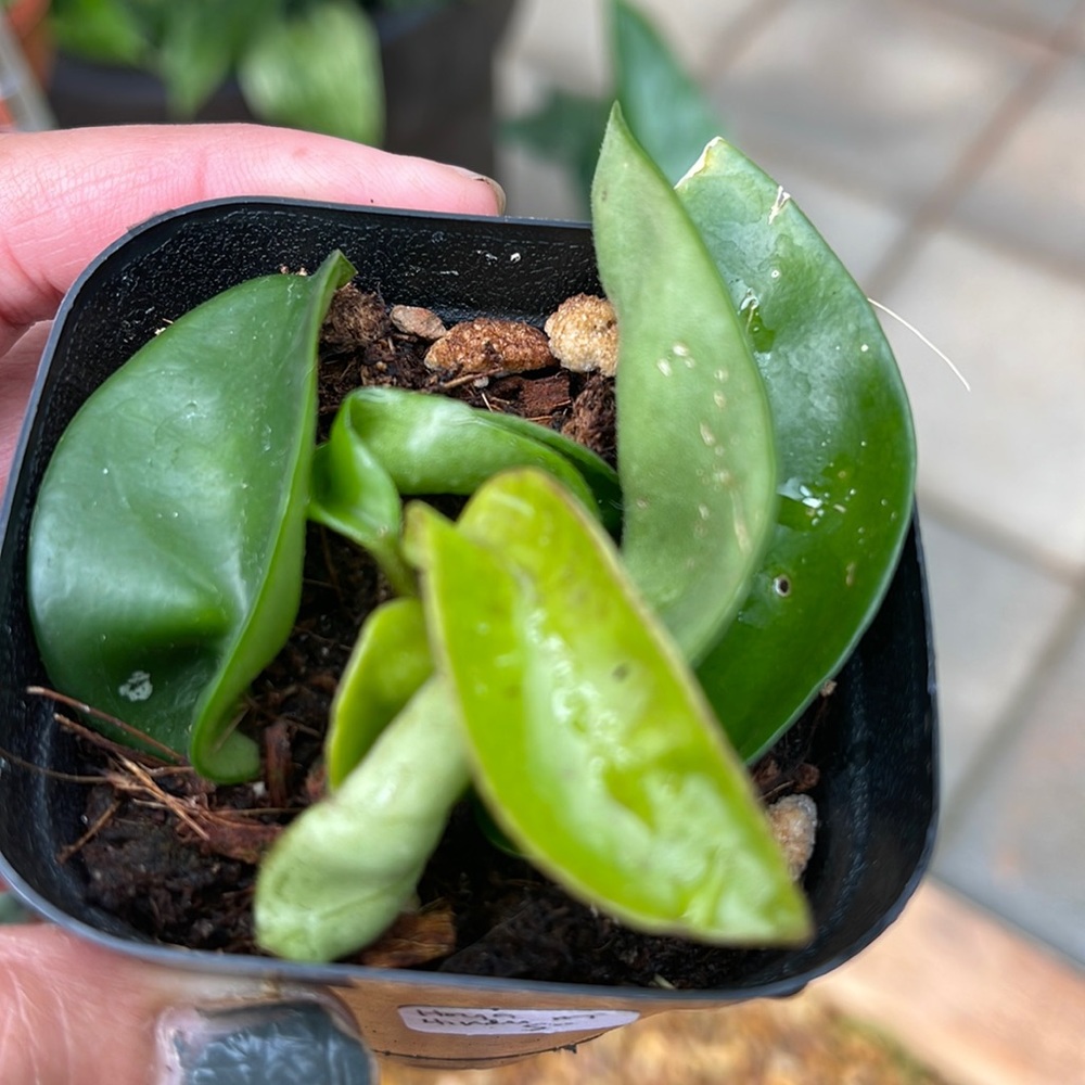 Hoya hindu rope starter plant